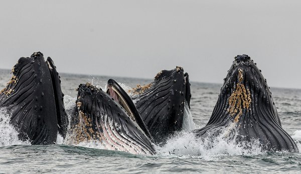 Comment organiser une expédition pour observer les baleines à bosse dans le Golfe du Saint-Laurent, Canada?