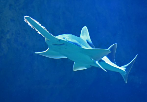Quels sont les meilleurs spots pour une plongée avec les requins en Australie ?